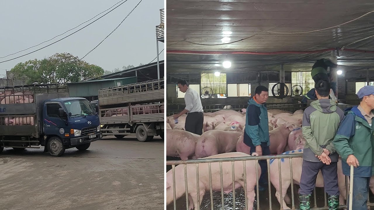 Inside the Giant Pig Market That Sells Thousands Daily