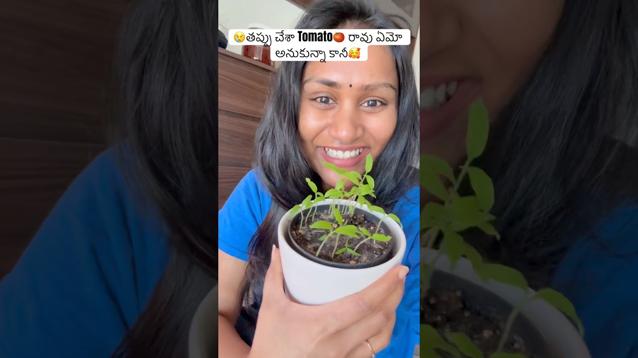 🍅అస్సలు expect చేయలేదు వస్తాయని🥰మీరూ try చేయండి 