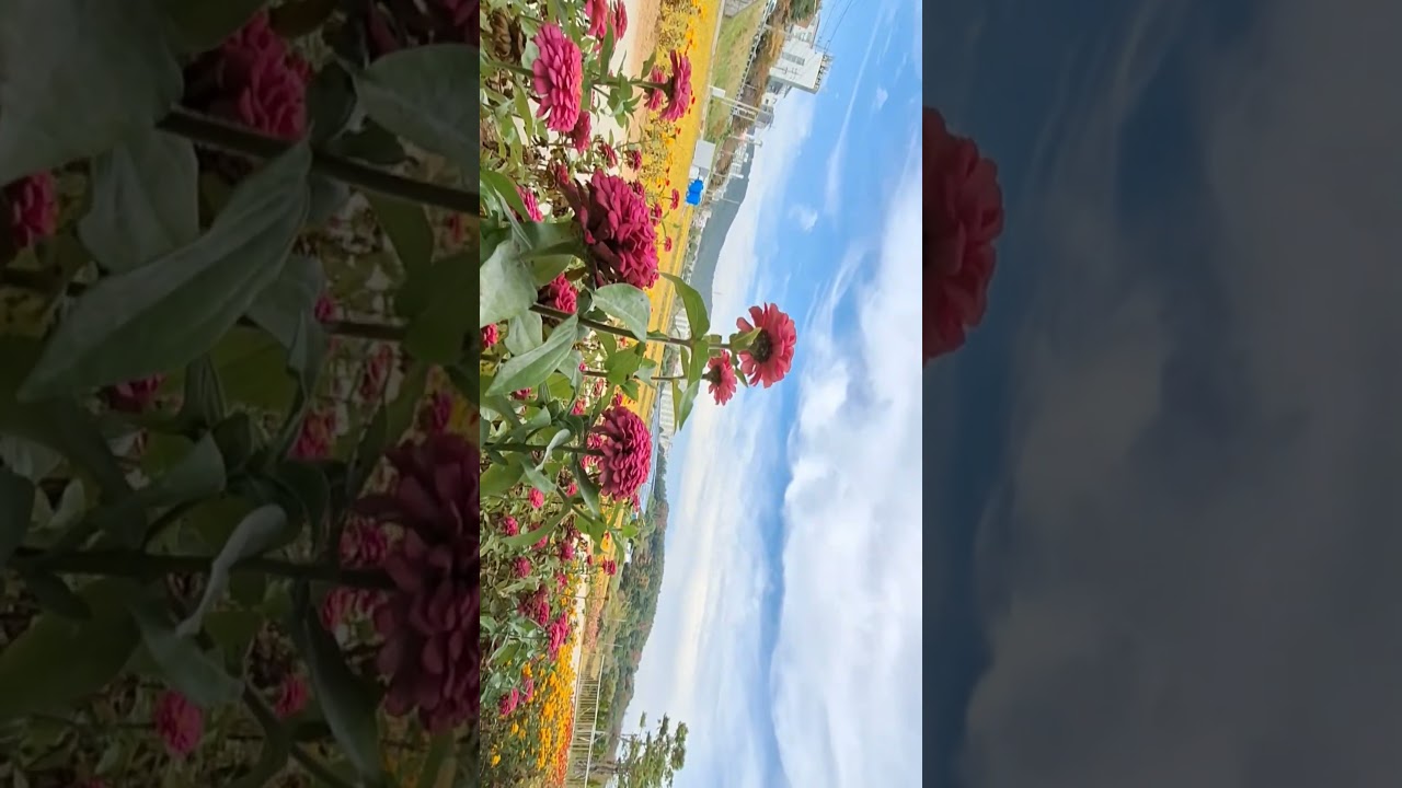 트로트 별나라트로트. 지구에 없는 노래 길가는 가을씨 가을꽃 구름피어 놓고 날불러 놀자하네 작사작곡 안면도펜션 안면도여행 AI #트로트 #트로트노래 #가을노래 #가을꽃 #가을구름