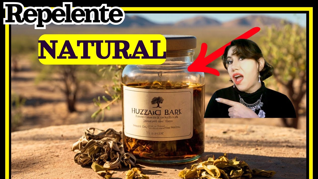 Huizache medicinal: beneficios que pocos conocen 💥 🌳🐝 Acacia farnesiana