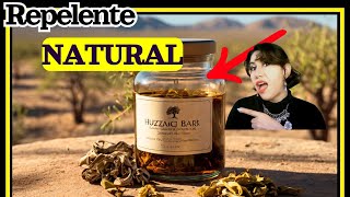 Huizache medicinal: beneficios que pocos conocen 💥 🌳🐝 Acacia farnesiana