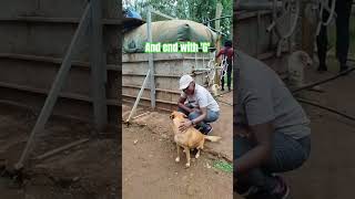 I Just Realised viral funny puppy shorts funny