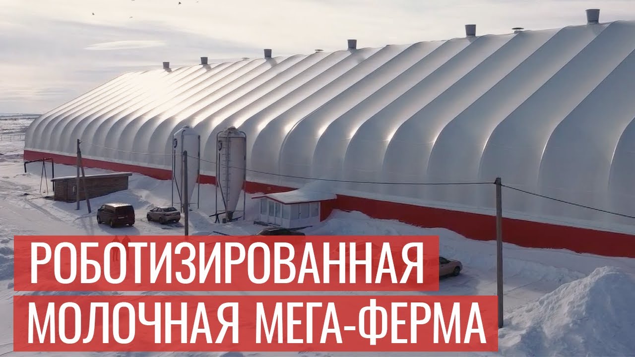 Роботизированная молочная ферма Красная Башкирия