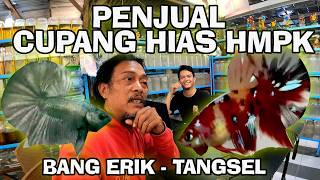 PENJUAL IKAN CUPANG HMPK  DI TANGSEL  BANG ERIK