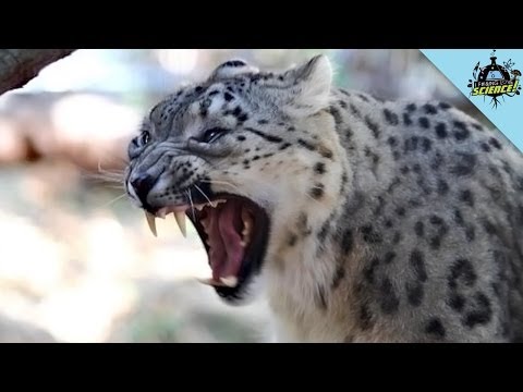 Origin of Big Cats, Invisibility Cloaks and More! - IFLS