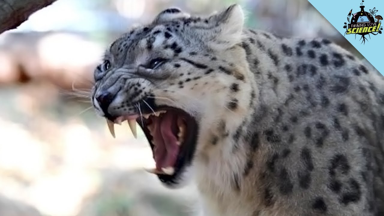 Origin of Big Cats, Invisibility Cloaks and More! - IFLS