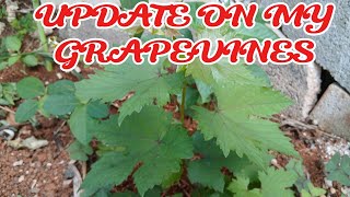 MY GRAPEVINE UPDATE; and small Garden tour #backyardgardening #containergarden 