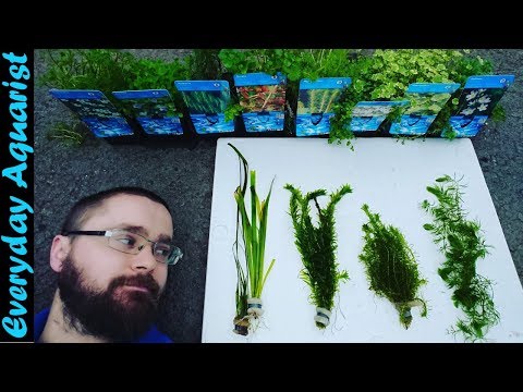 Wideo: Czym są rośliny dotleniające: jak sadzić rośliny zanurzone