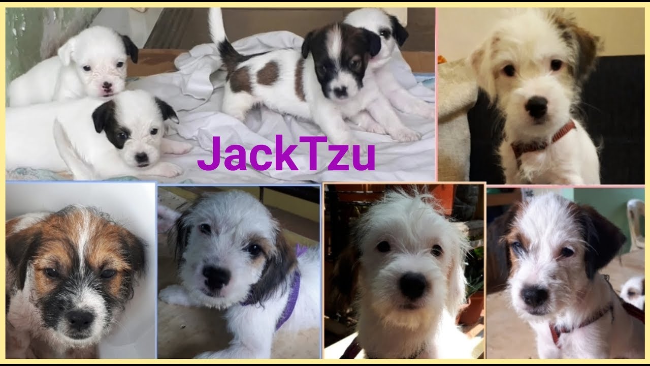 modnes pelleten træ Jack Tzu Puppies | 0-3 months old|Cuteness Overload - YouTube