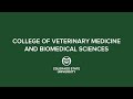 Fall 2020 commencement  csu college of veterinary medicine and biomedical sciences