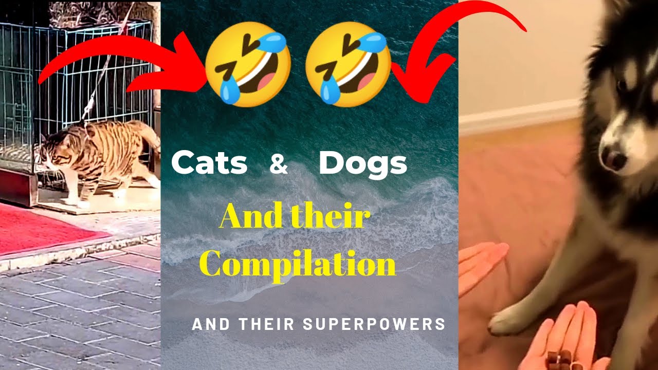 Funniest cat's & dog's ever 😂😂 | Best funny animal videos 🐶🐶 | # EP 1