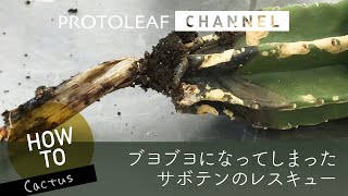 ガーデニング ブヨブヨになってしまったサボテンのレスキュー Youtube