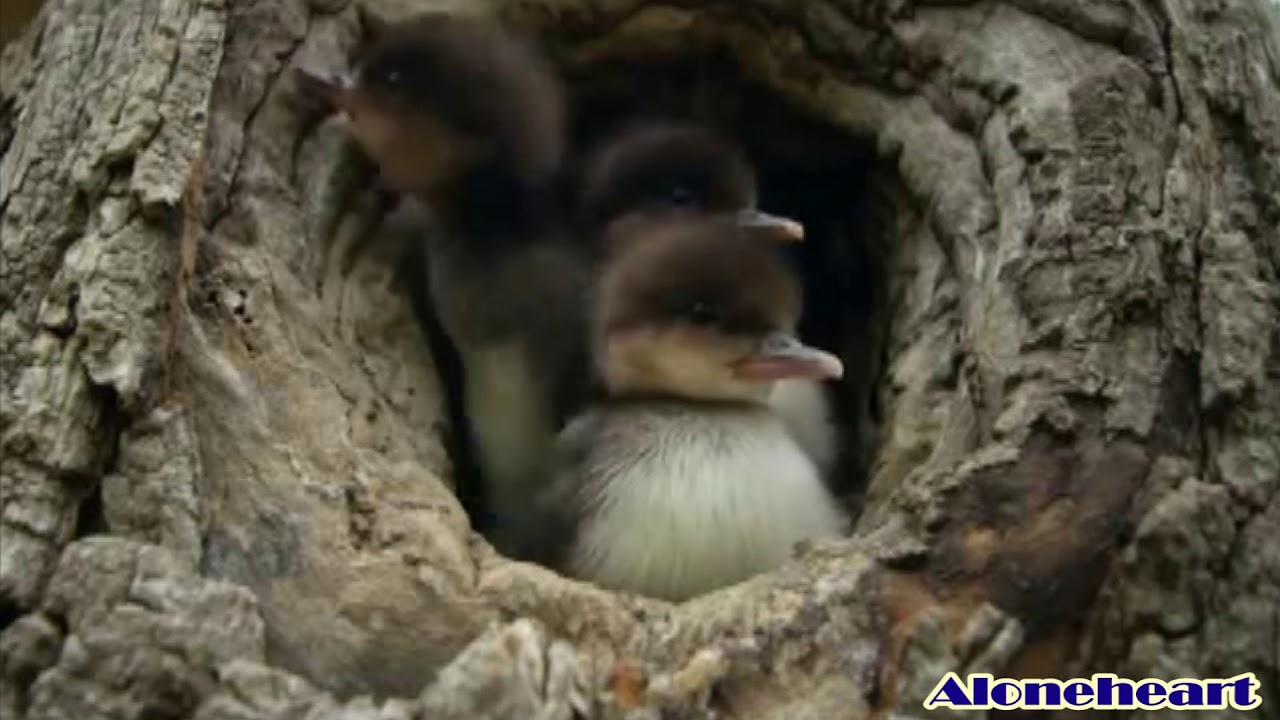 Day Jump baby wood duck YouTube