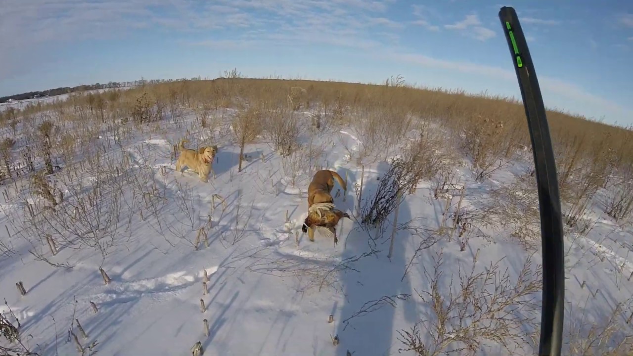 Pheasant Hunting in North Dakota 2019 GOPR3237 1 YouTube