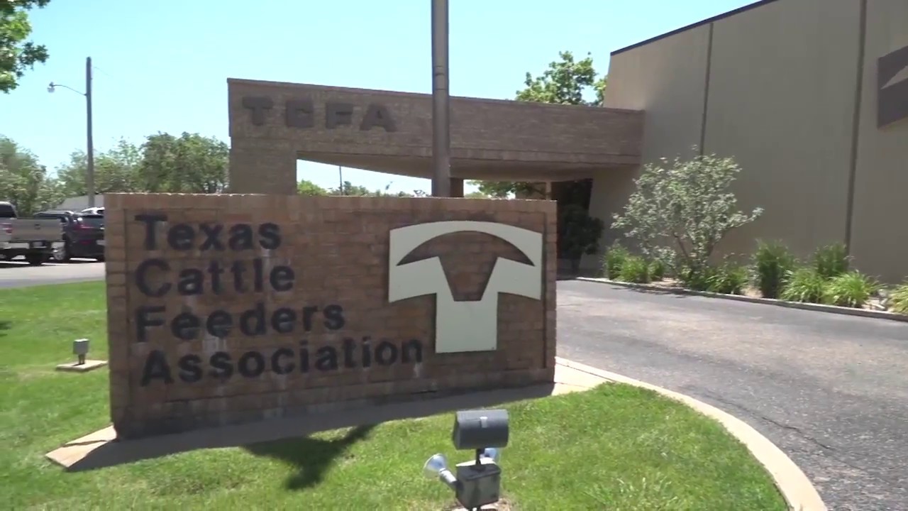 Celebrating 50 Years with the Texas Cattle Feeders Association YouTube