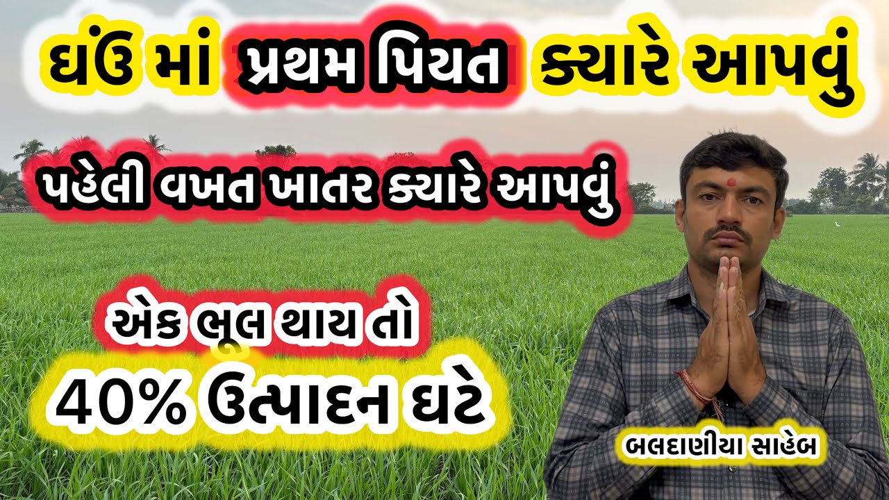 ઘઉ માં પેહલુ પિયત અને ખાતર ક્યારે આપવા થી વધારે ઉત્પાદન મેળવી શકાય @MANISHBALDANIYA