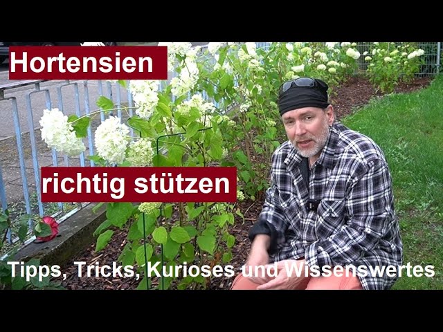 ✅Hortensien richtig stützen damit die Stauden Blüten nicht abbrechen