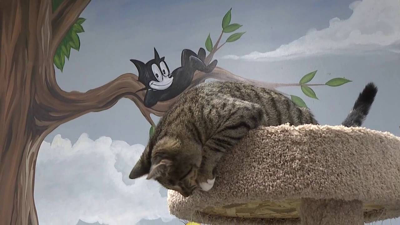 Savannah Animal Control seeing changes YouTube