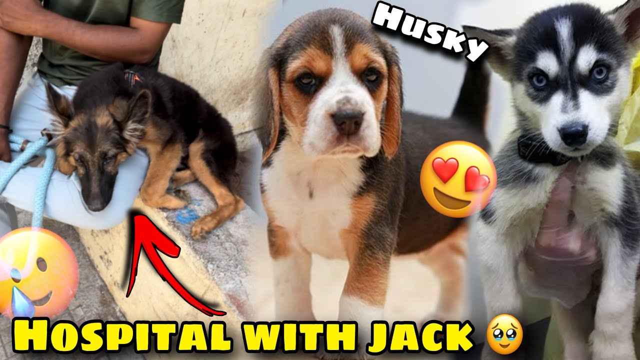 Hospital me husky or beagle mil gaye 😍 l Pomeranian dog giving birth to