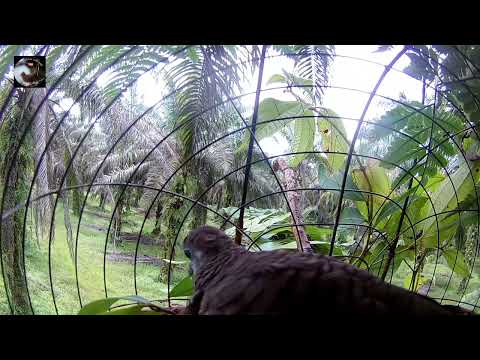 Bunyi merbuk hutan pasti marah