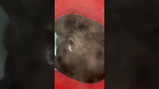 Water dye jet black #virginhair #hairbundles