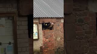 Cows Poke Heads Out Barn Window To Catch Rain