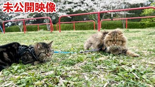 【未公開映像】猫と視聴者が初めてお花見散歩したらテンションがエグすぎたw