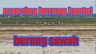 mancing burung kuntul