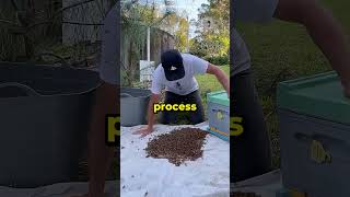 Pria Ini Menemukan Lebah Madu… Dan Menanganinya Seperti Seorang Profesional! 🐝😍💪