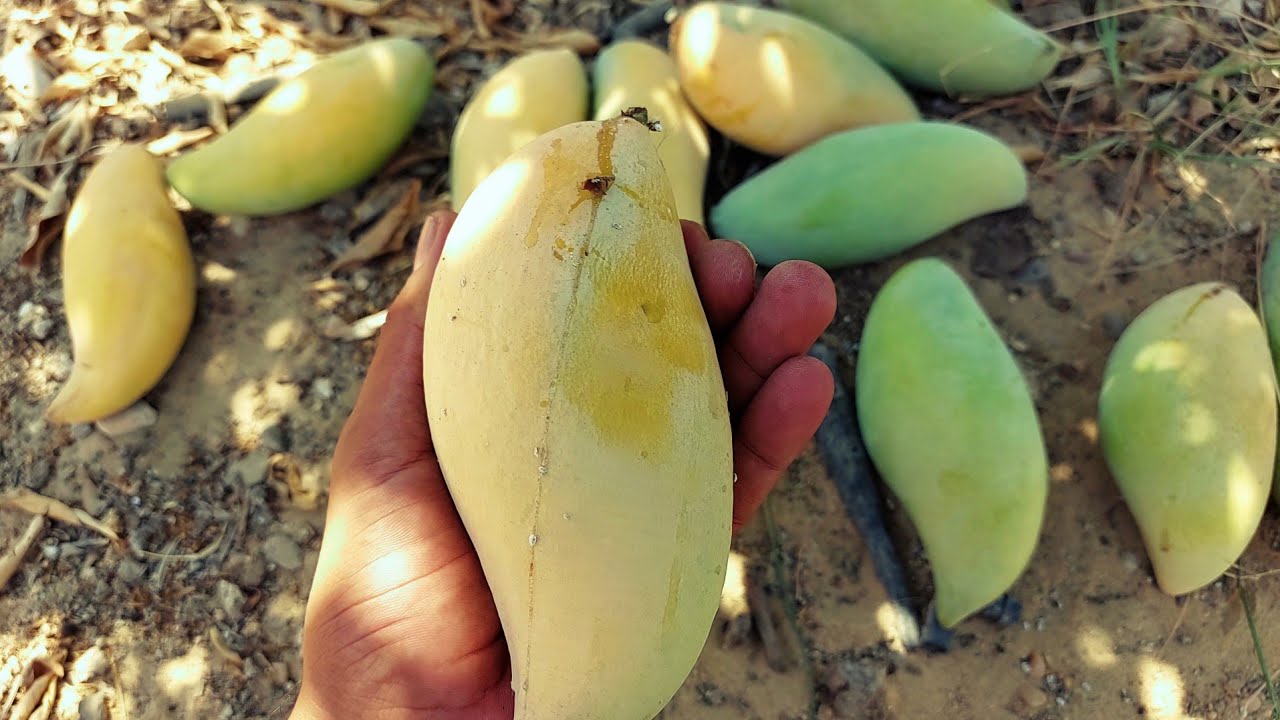 صنف مانجو ينافس العويس في الطعم و بشائر ثمار مانجو التايلاندي 🥭 نام دوك ماي بيرسي 🥭 لكن الإنتاجية ؟😳