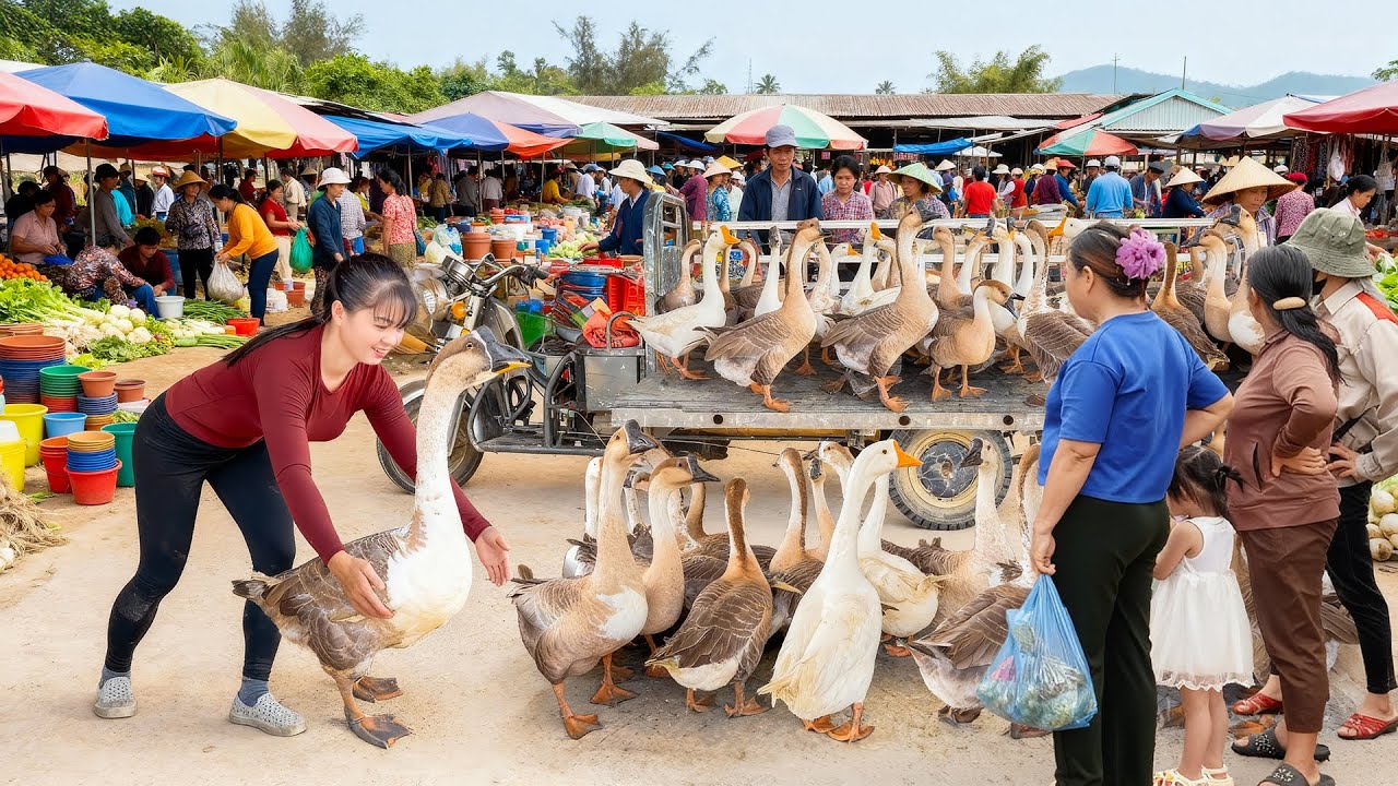 Use Truck To Harvesting Many Big Goose Go To Market Sell - Take Care of Animals On The Farm