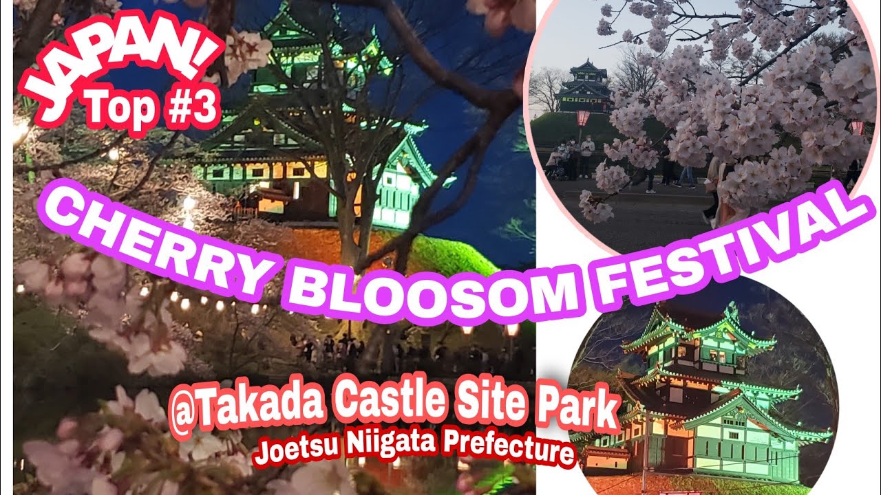 TAKADA CASTLE SITE PARK ~Cherry Blossom Festival~ is the top 3 cherry Blossom night viewing in Japan