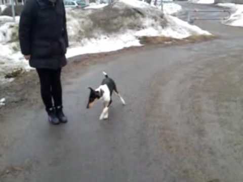 Video: Korthårig Hundvård