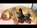 Mother cat gives birth to four baby kittens and closes her eyes
