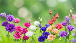 (No Ads) Spring Serenity Music 🌿 Gentle Therapy to Soothe the Soul and Restore Calm #1