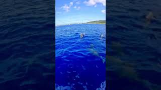 Boater Greeted by a Pod of Playful Dolphins