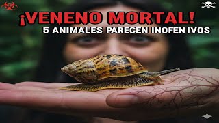 Estos 5 Animales Lucen Inofensivos Pero Son Asesinos