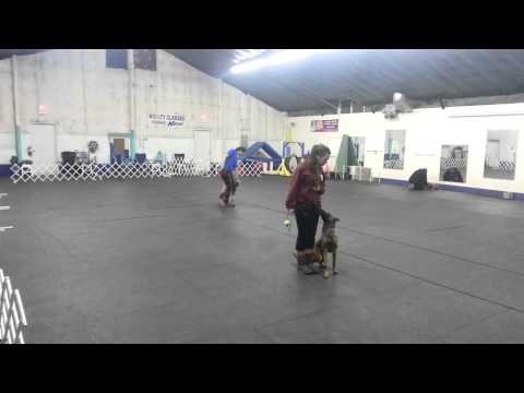 Malinois puppy heeling work