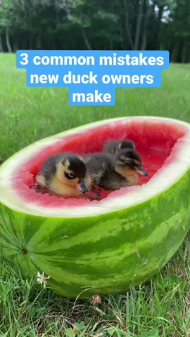 Common mistakes new duck owners make #ducks #petducks #ducklings