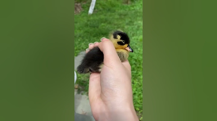 Common mistakes new duck owners make #ducks #petducks #ducklings