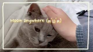 Moon the Cat vlog #7 Moon Anywhere by Moon ☾ the Lilac Cat 938 views 1 year ago 3 minutes, 17 seconds