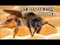 That's Why Bees Can Only Sting Once |यही कारण है कि मधुमक्खियों केवल एक बार डंक कर सकते हैं |