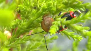 The fire bug Pyrrhocoris apterus tries a snail