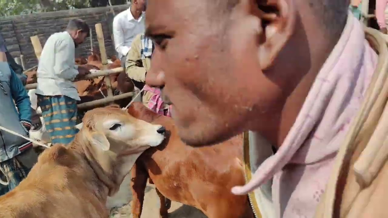 খামর উপযোগী  সেরা মানের শাইওয়াল ষাঁড় বাছুর দামদর আমবাড়ি হাট দিনাজপুর। 