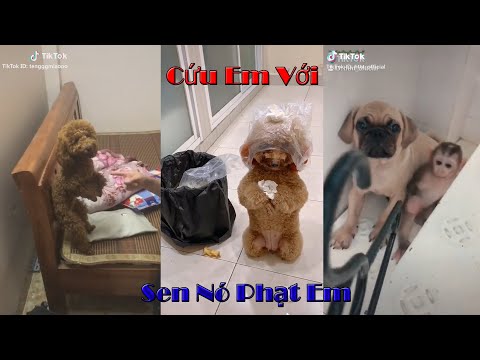 Video Những Chú Chó Bị Phạt Đáng Yêu Chỉ Vì ... Nghịch Quá -... - youtube