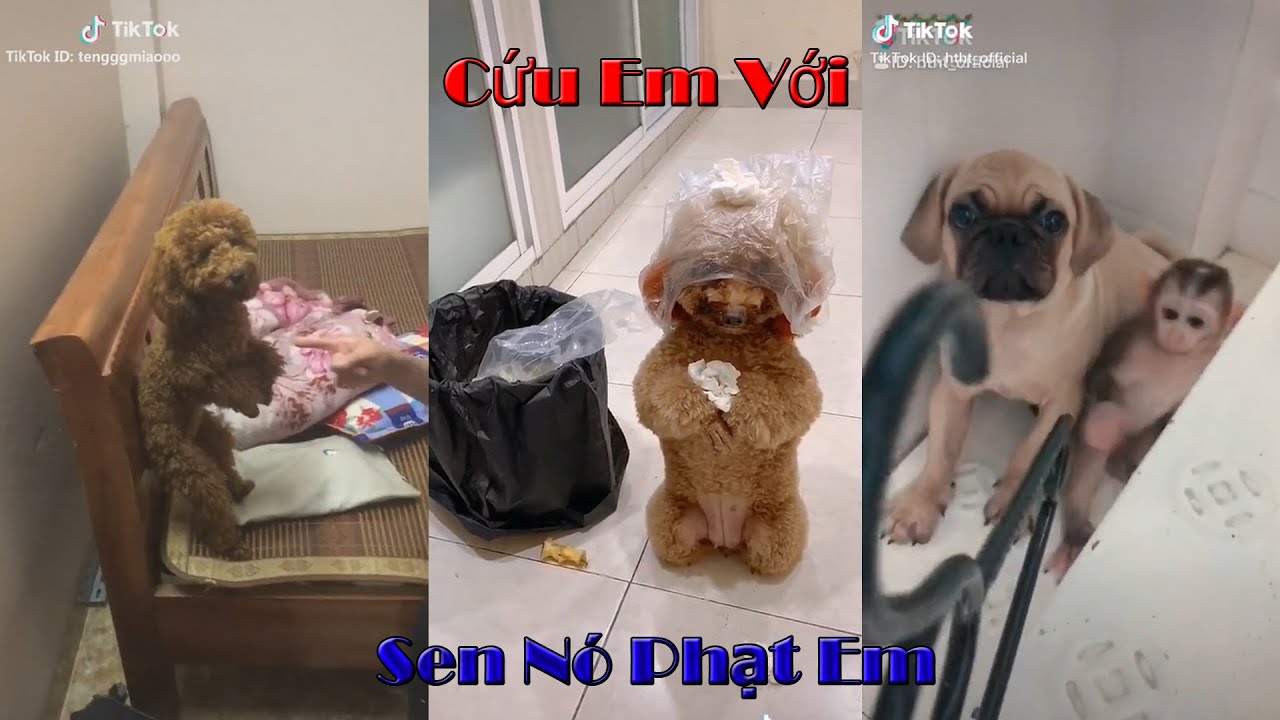 Những Chú Chó Bị Phạt Đáng Yêu Chỉ Vì ... Nghịch Quá - #2