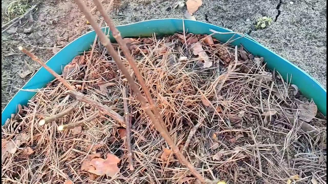 Гортензия, обрезка весной.ВАНИЛЛА ФРЕЙЗ, БОБО. - YouTube