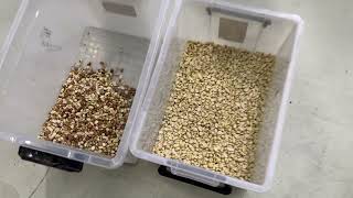 AI optical sorter for peanut