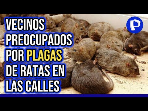 Vecinos de Surco aseguran que el problema de plaga de ratas está desde ...