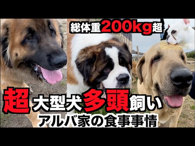 超大型犬 多頭飼いアルバ家の食事事情 Youtube
